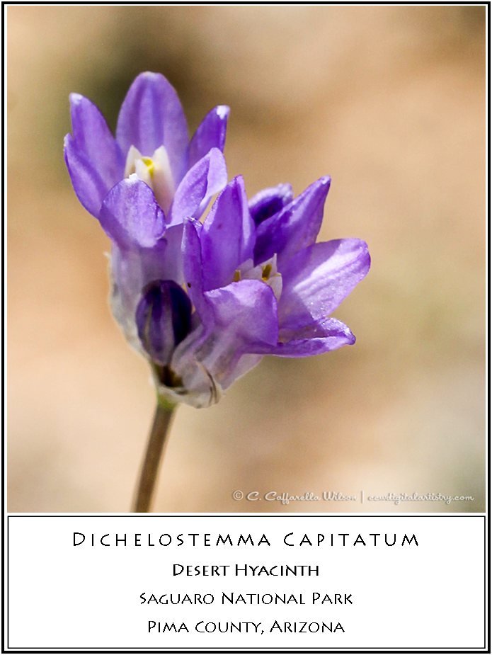 Swft20 Desert Hyacinth - Cistanche Tubulosa (695x925), Png Download