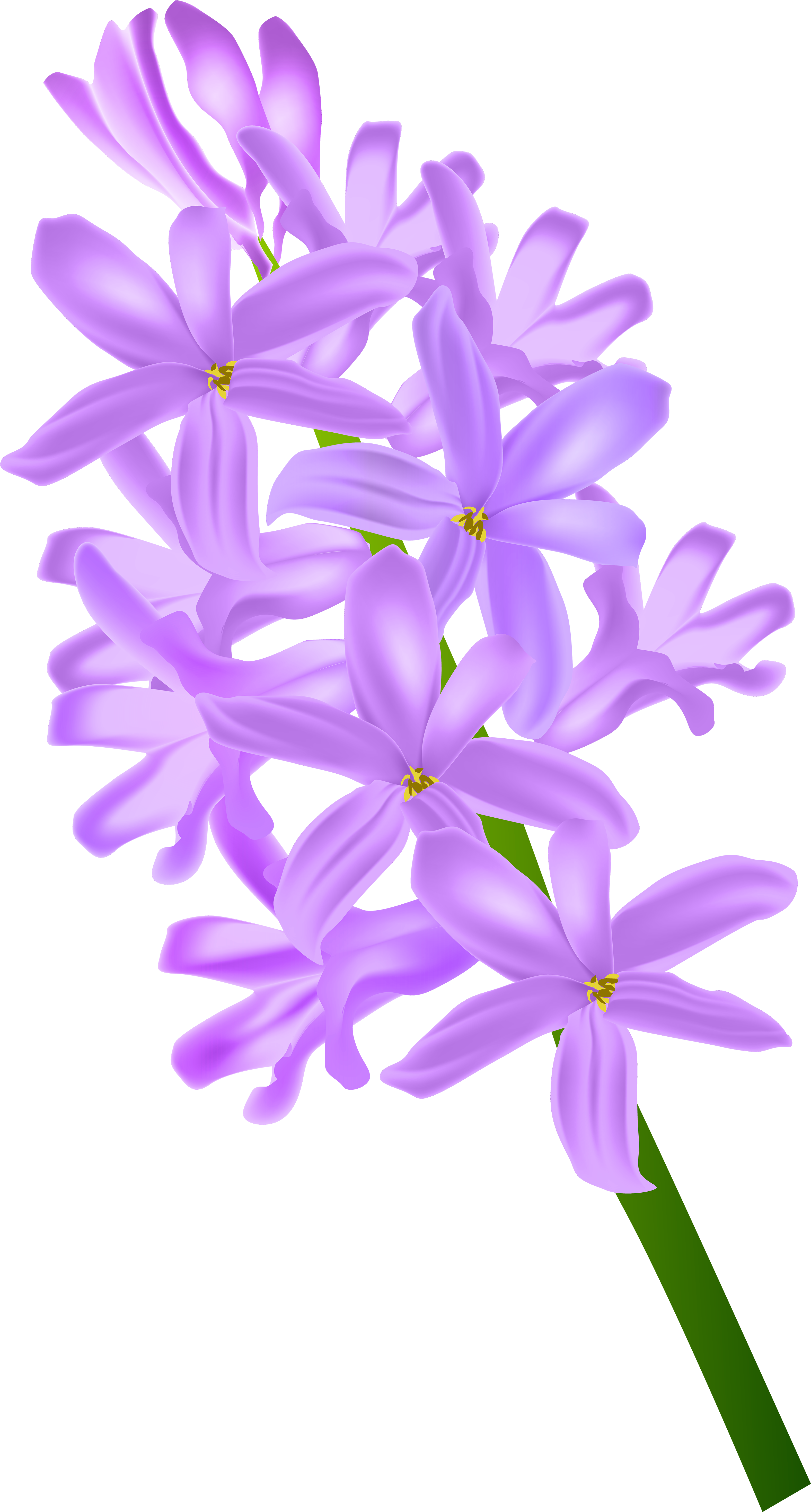 Hyacinth Png (3247x6000), Png Download