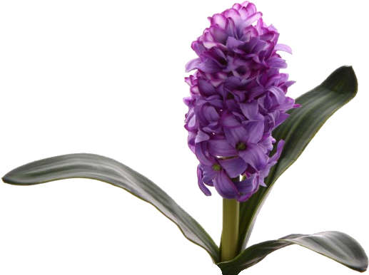Hyacinths - Fleur Jacinthe Png (600x416), Png Download