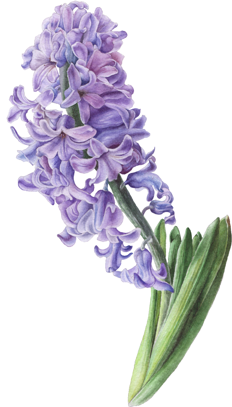 Pintado A Mano De Una Cadena De Hyacinth Png Transparente - Hyacinth Illustration (1024x1649), Png Download