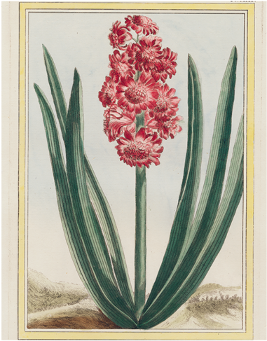 Hyacinth - Giclee Painting: Buchoz's Royal Crimson, C.1766, 24x18in. (500x500), Png Download