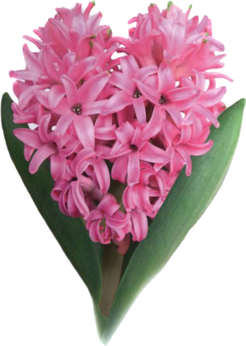 Hyacinths - Cross-stitch (355x500), Png Download