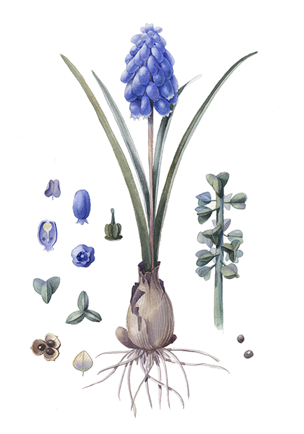 Grape Hyacinth (472x760), Png Download