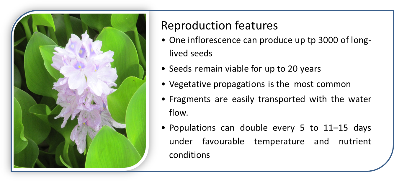 Water Hyacinth Has Special Characteristics That Give - Hyacinth (1341x626), Png Download