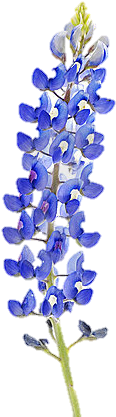 By Http - //fr Assets - Teleflora - Of Flowers/ Hyacinth - Bluebonnet Illustration (301x450), Png Download