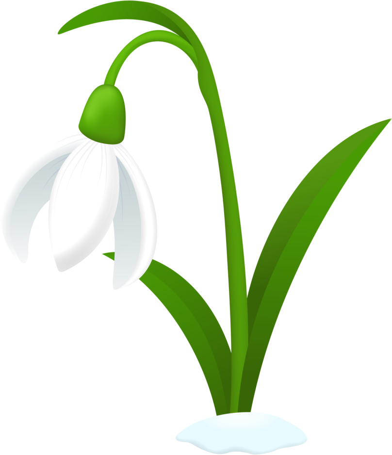 Hyacinth Clipart Snowdrop - Snowdrop Clipart (809x988), Png Download