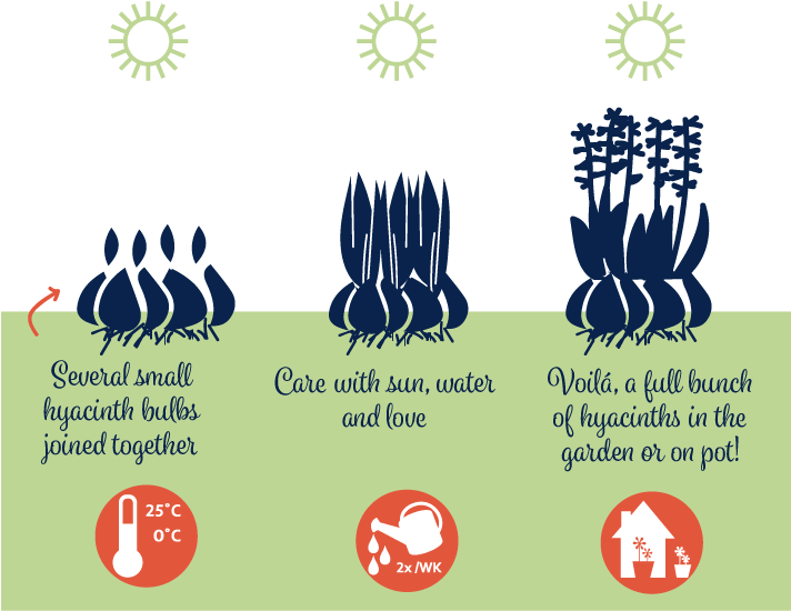 Info Engels - Infographic (748x649), Png Download