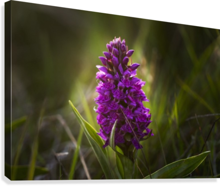 Close Up Of A Pink Hyacinth - Posterazzi Close Up Of A Pink Hyacinth; South Shields, (429x364), Png Download