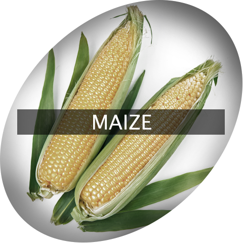Landingimage Igrow Maize - Maize (480x480), Png Download