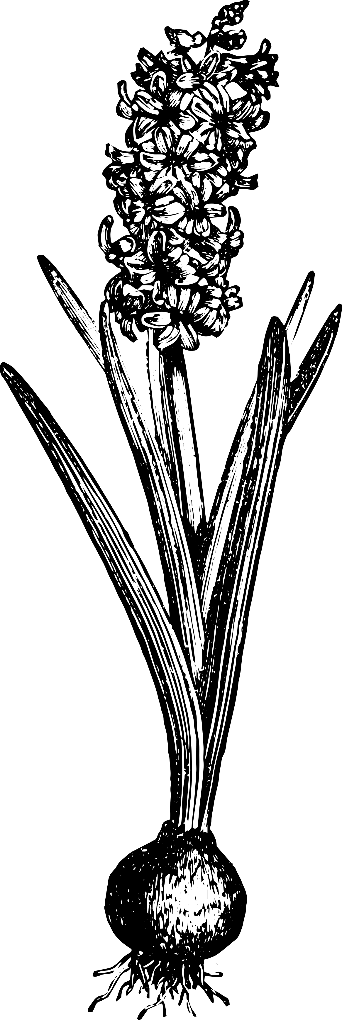 Hyacinth (1166x3480), Png Download