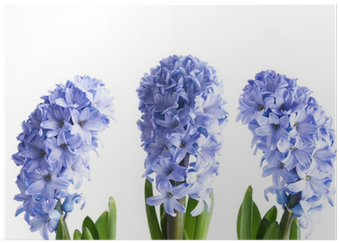 Hyacinth (400x400), Png Download