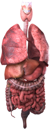 9297106, Internal Organs - Organ (600x600), Png Download