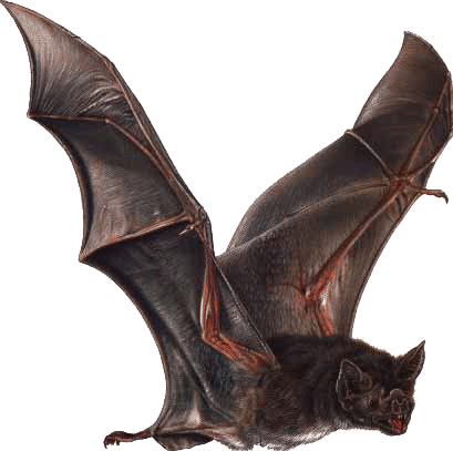 Vampire Bat - Vampire Bat Wings (409x407), Png Download