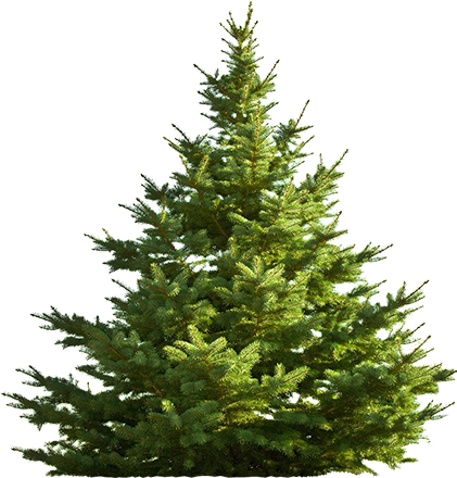 Sitkaspruce-big - All Is Bright Dvd (423x475), Png Download