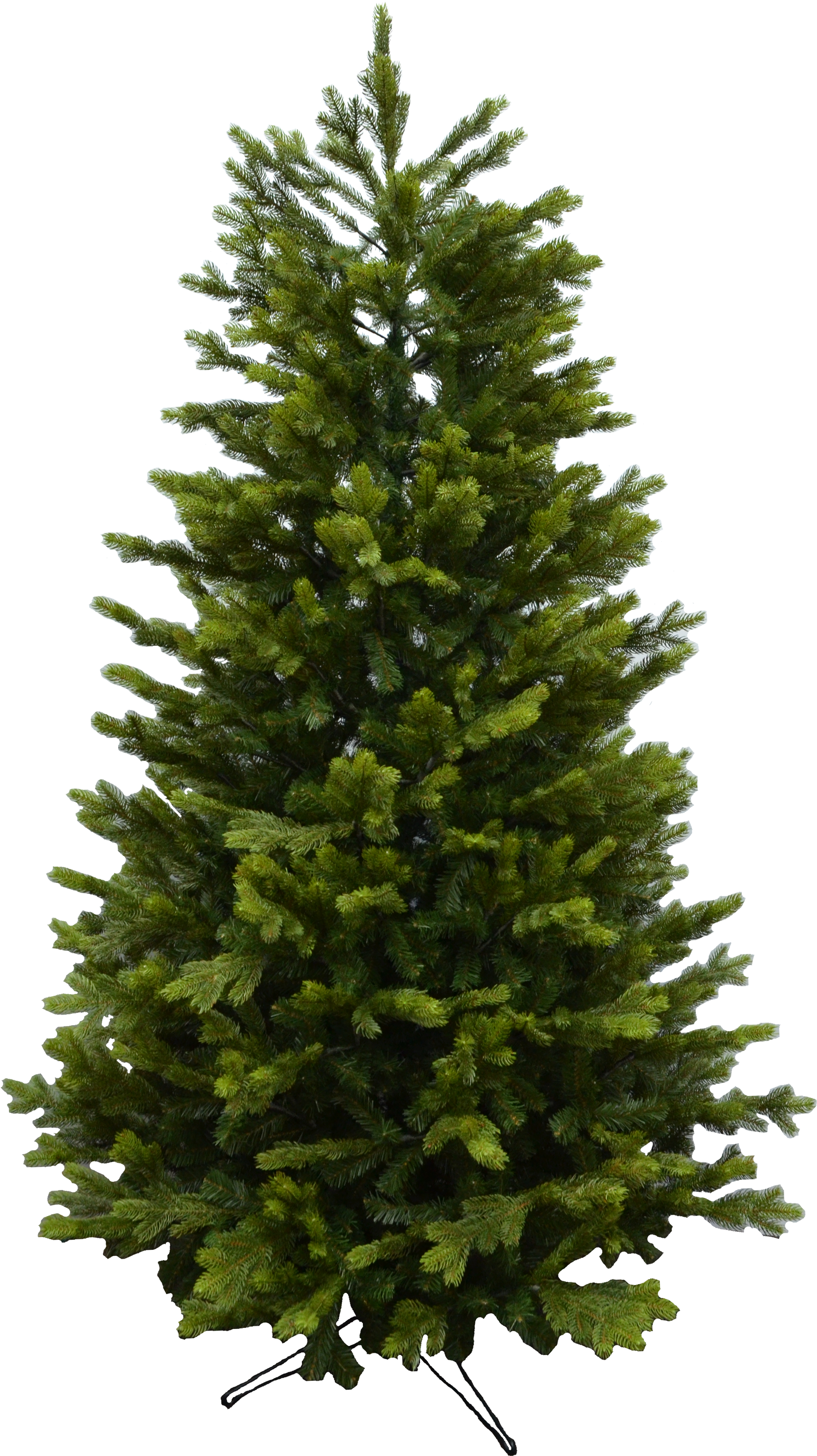 Spruce Png (2724x4571), Png Download