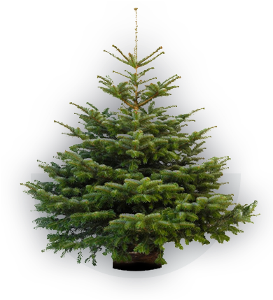 Nordmann - Prix Sapin En Pot (400x500), Png Download