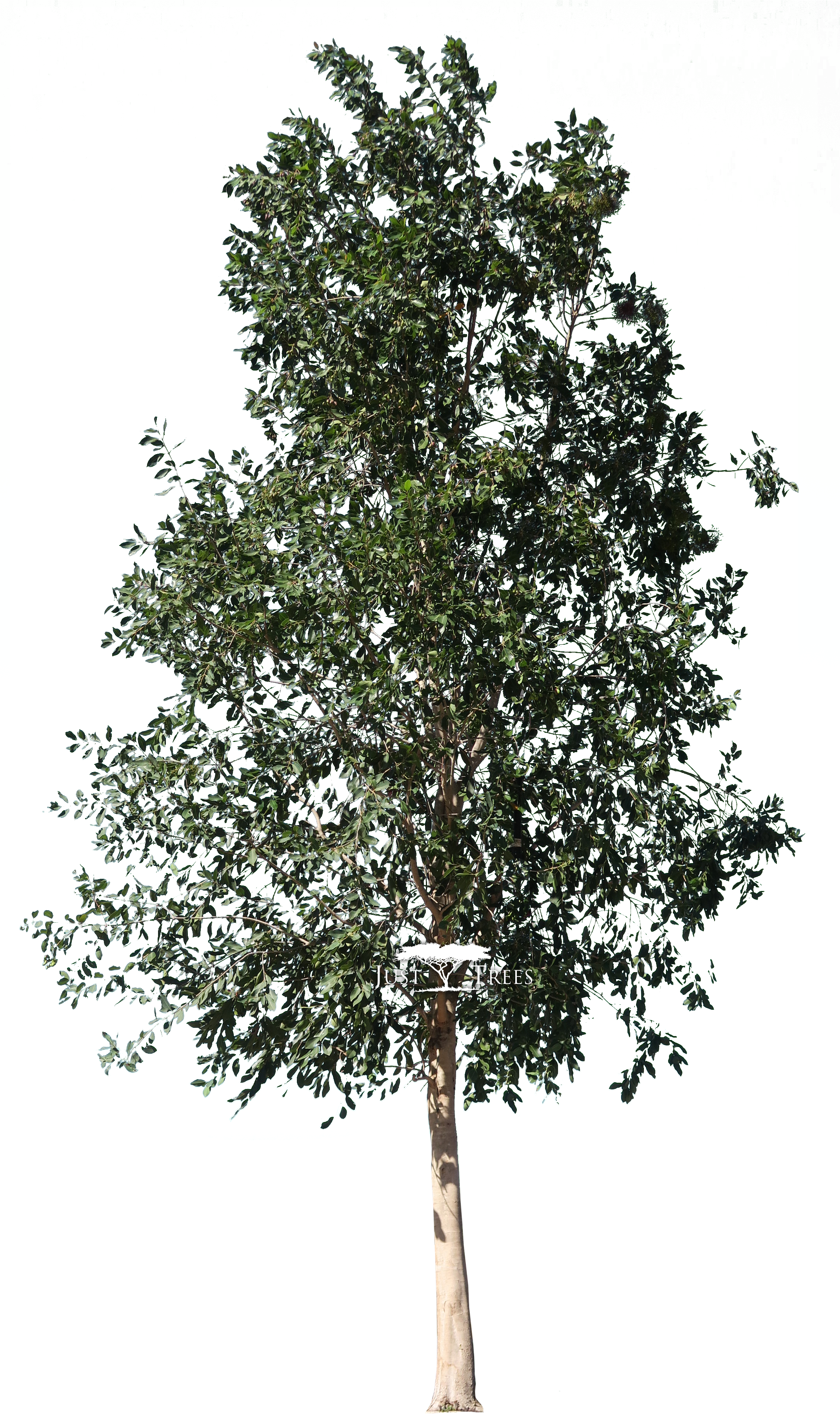 Syzygium Guineense - Portable Network Graphics (2373x3905), Png Download