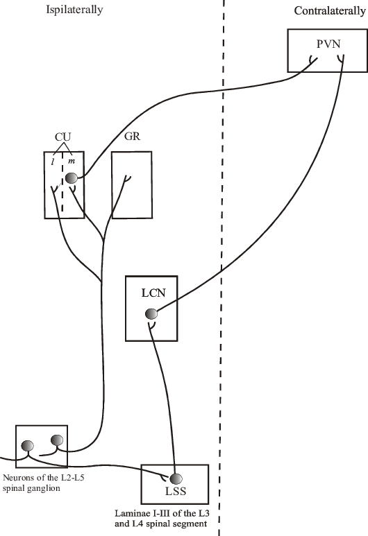Neuronal Pathways From Nipples To Hypothalamus - Diagram (530x773), Png Download