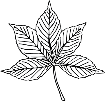 Compound - Compound Leaf Black And White (400x389), Png Download