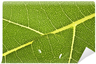 Tree (400x400), Png Download