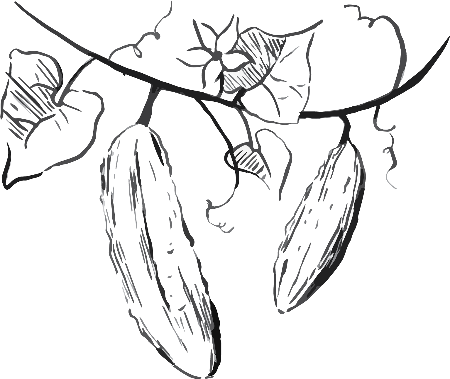 Tzatziki Sauce - Line Art (2084x1392), Png Download