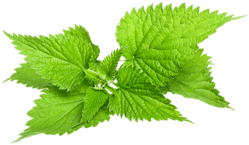 Nettle Leaves - Nettle Vector (400x400), Png Download