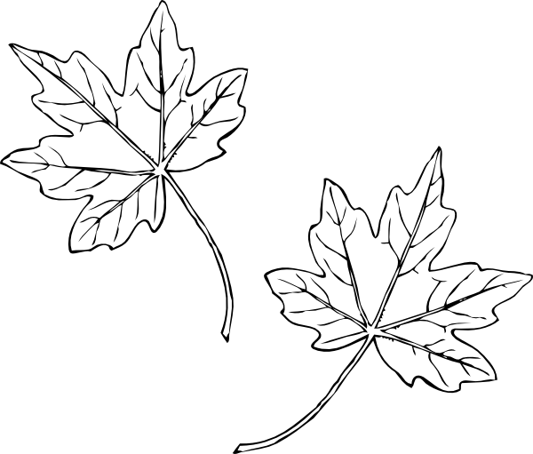 Leaf Clip Art Maple Outline (600x511), Png Download