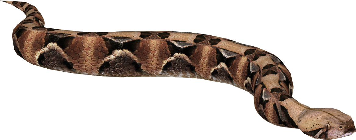 Gaboon Viper 4 - Rock Python (1167x1167), Png Download