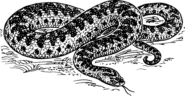 Zigzag Viper Is The Only Venomous Snake Found In Poland - Serpiente En Blanco Y Negro (640x332), Png Download