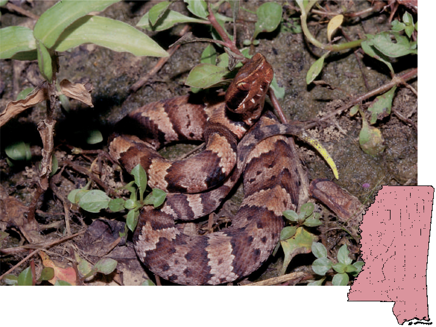 Cottonmouth - Poisonous Snakes In Mississippi (1429x1072), Png Download