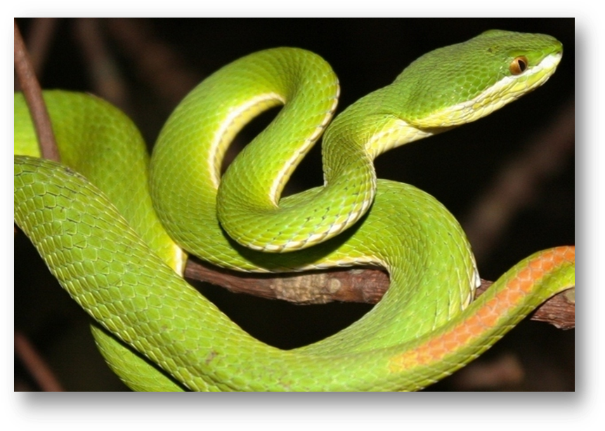 White Lipped Pit Viper Halodhia Viper - Indian Pit Viper (870x627), Png Download