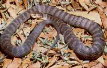 Rough Scaled Snake - Rough-scaled Snake (640x320), Png Download