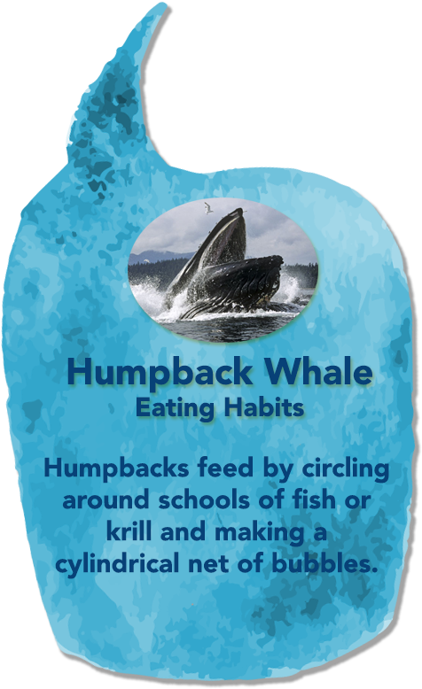 Humpbackwhale02 - Humpback Whale Mouth (800x800), Png Download
