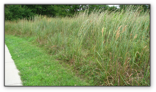 Crested Wheatgrass - Crested Wheatgrass Lawn (567x344), Png Download