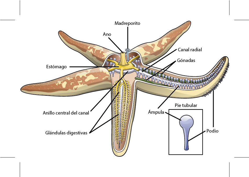 La Ilustración Muestra Una Estrella De Mar, La Cual - Endocrine System Of Echinoderms (960x677), Png Download