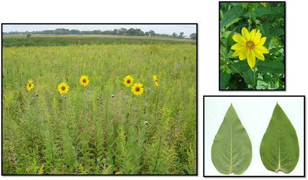 Rosinweed - Field Marigold (600x352), Png Download