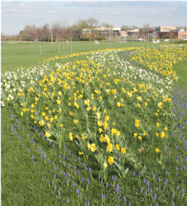 April 5- Blue Star Marker Dedication - Garden (520x433), Png Download
