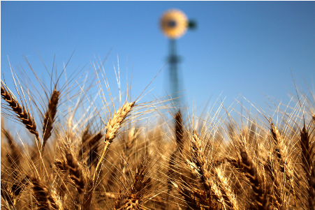 Wheat Grower Breaches 200-bushel Barrier In 2018 Wheat - Wheat (600x300), Png Download