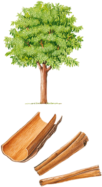 Cannelier De Ceylan Arbre (500x388), Png Download