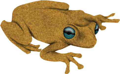 Rana - Bufo (640x640), Png Download