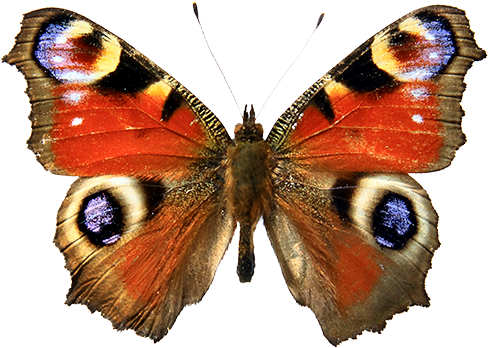 Las Mariposas Obtienen Sus Colores De Dos Fuentes Diferentes - Red Admiral Butterfly Drawing (500x413), Png Download
