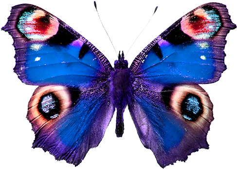 Las Mariposas Obtienen Sus Colores De Dos Fuentes Diferentes - Peacock Butterfly (500x413), Png Download