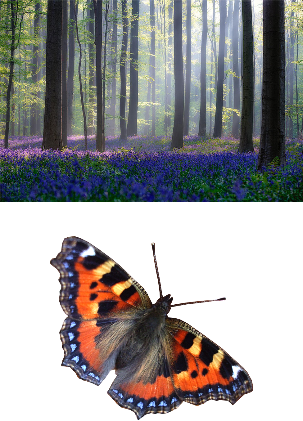 Cosmos Simbológico Dentro De La Vestimenta Natural - Adrian Popan Canvas Wall Decor Prints - Bluebells (1042x1437), Png Download