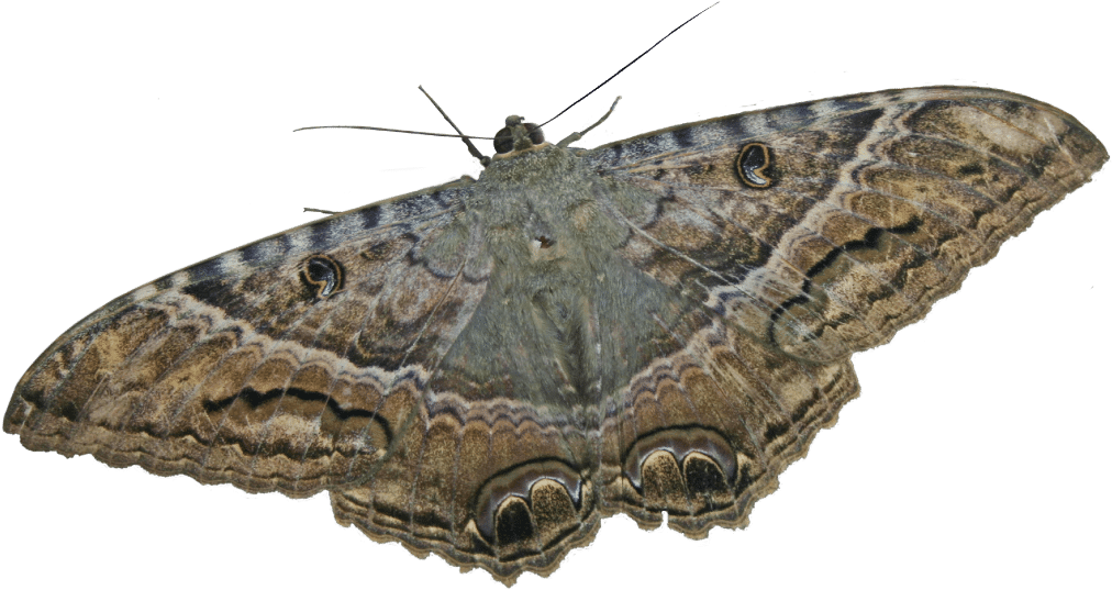 Mariposa - Mariposa Nocturna Del Pino (1024x536), Png Download