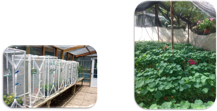 ¿cómo Contribuye Granja Papilia Mariposas Al Cuidado - Criar Mariposas En Casa (756x389), Png Download