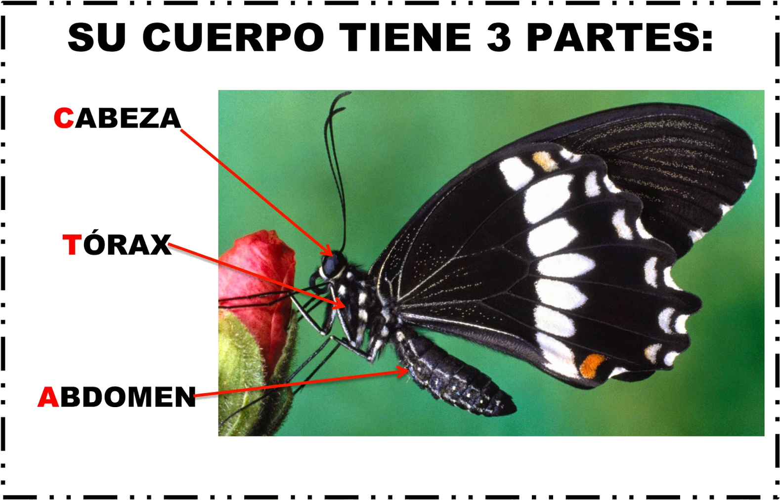 ¿cuánto Sabemos - Projapoti Hd (1600x1030), Png Download
