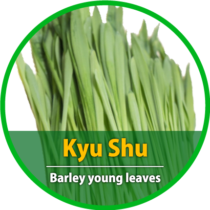 Kyushu Barley Young Leaves - Artificial Turf (430x430), Png Download