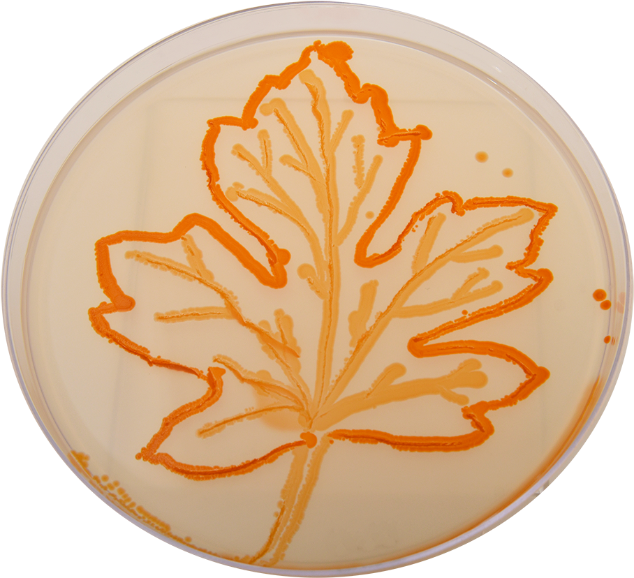 Leaf - Circle (1000x880), Png Download