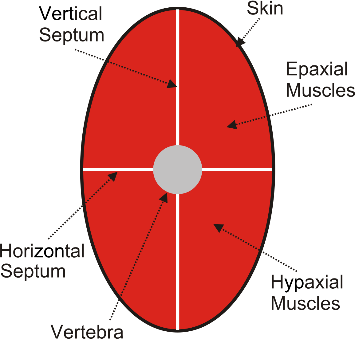 Muscle (1200x1153), Png Download