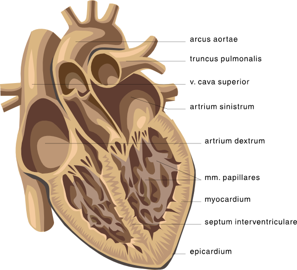 Picture Clipping Of Cardiology - Open Human Heart Drawing (600x546), Png Download